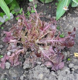 Laitue 'Feuille de chêne' - Salade