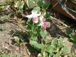 Sabot de venus du jardin