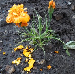 PROBLEMES TOMATES ET OEILLETS D'INDE