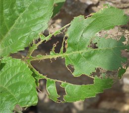 PROBLEMES TOMATES ET OEILLETS D'INDE