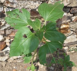 PROBLEMES TOMATES ET OEILLETS D'INDE