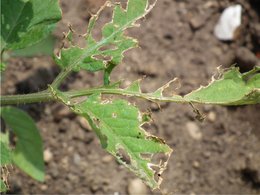 PROBLEMES TOMATES ET OEILLETS D'INDE