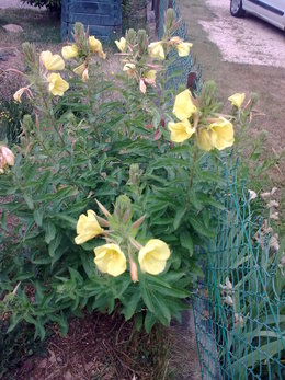 Quel est le nom de cette belle fleur inconnue poussée par hasard?