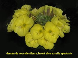 Quel est le nom de cette belle fleur inconnue poussée par hasard?