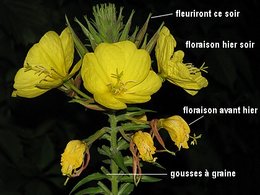 Quel est le nom de cette belle fleur inconnue poussée par hasard?