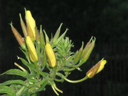 Quel est le nom de cette belle fleur inconnue poussée par hasard?