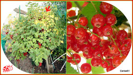 Groseillier - Ribes rubrum