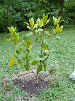 feuilles jaunes sur un magnolia