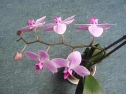 Phalaenopsis - Orchidée papillon