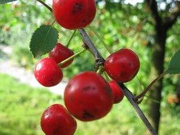 Cerises tachées