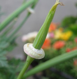 Qui suis-je / plante mystère n°11 ?