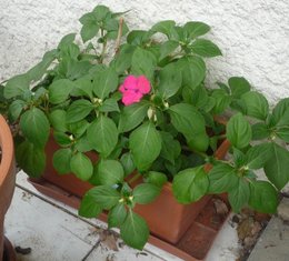 bouture d'impatiens