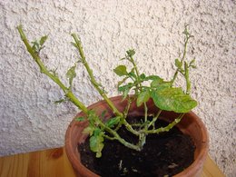 Les plantes de ma terrasse!