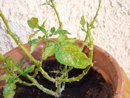 Les plantes de ma terrasse!