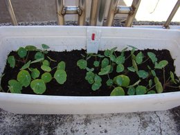 Les plantes de ma terrasse!