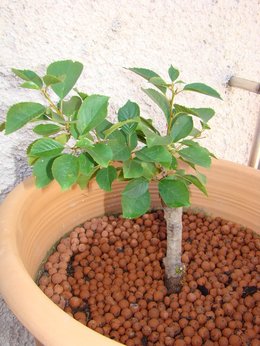 Les plantes de ma terrasse!