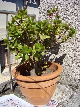 Les plantes de ma terrasse!