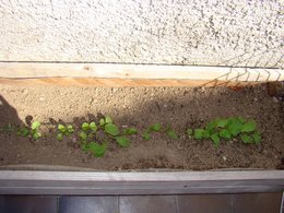 Les plantes de ma terrasse!