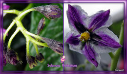 Poire-melon ou Melon-poire - Solanum muricatum