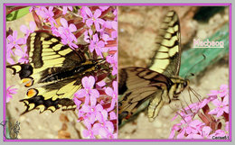 Me reconnaissez-vous ?