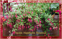 Fuchsia magellanica