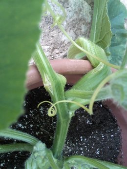 De la récolte à la conservation des courges