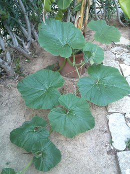 De la récolte à la conservation des courges