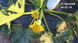 COURGETTES