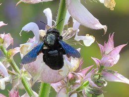 Abeille charpentière