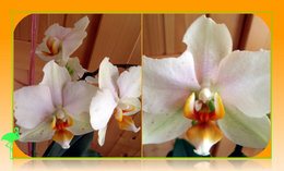 Orchidée grignotée . . . 