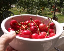 Mes premières cerises