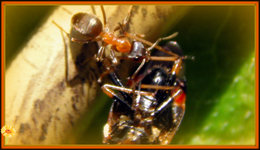 La fourmi . . . une sacré costaude !!!
