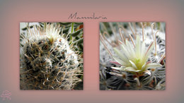 Mammilaria . . . 