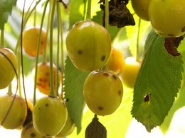 Cerises tachées