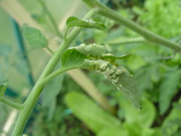 maladie des feuilles de tomates