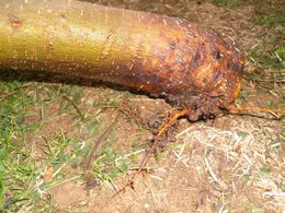 Cicatrisation après la taille de grosses branches sur arbres fruitiers