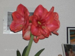 Amaryllis - Hippeastrum