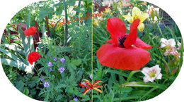 Papaver rhoeas - Coquelicot