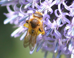 Abeille butineuse