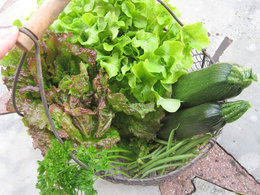 Beau panier de légumes