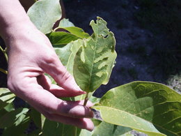 Aspect du Feuillage bizarre sur un Magnolia