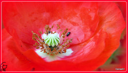 Papaver rhoeas - Coquelicot