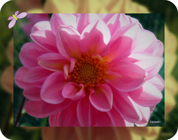 Dahlia