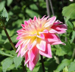 Dahlia