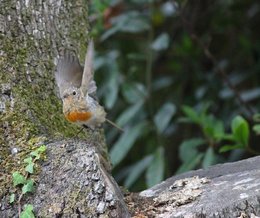 Rouge-gorge - Oiseau