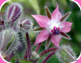 Bourrache - Borago officinalis