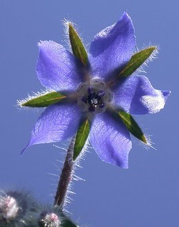 Bourrache - Borago officinalis