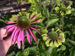 Echinacea