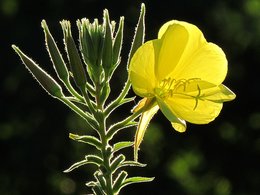 Quel est le nom de cette belle fleur inconnue poussée par hasard?