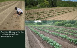 LA SAGA DE MES POMMES DE TERRE